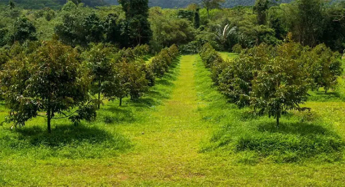 ky-thuat-trong-cay-sau-rieng-11